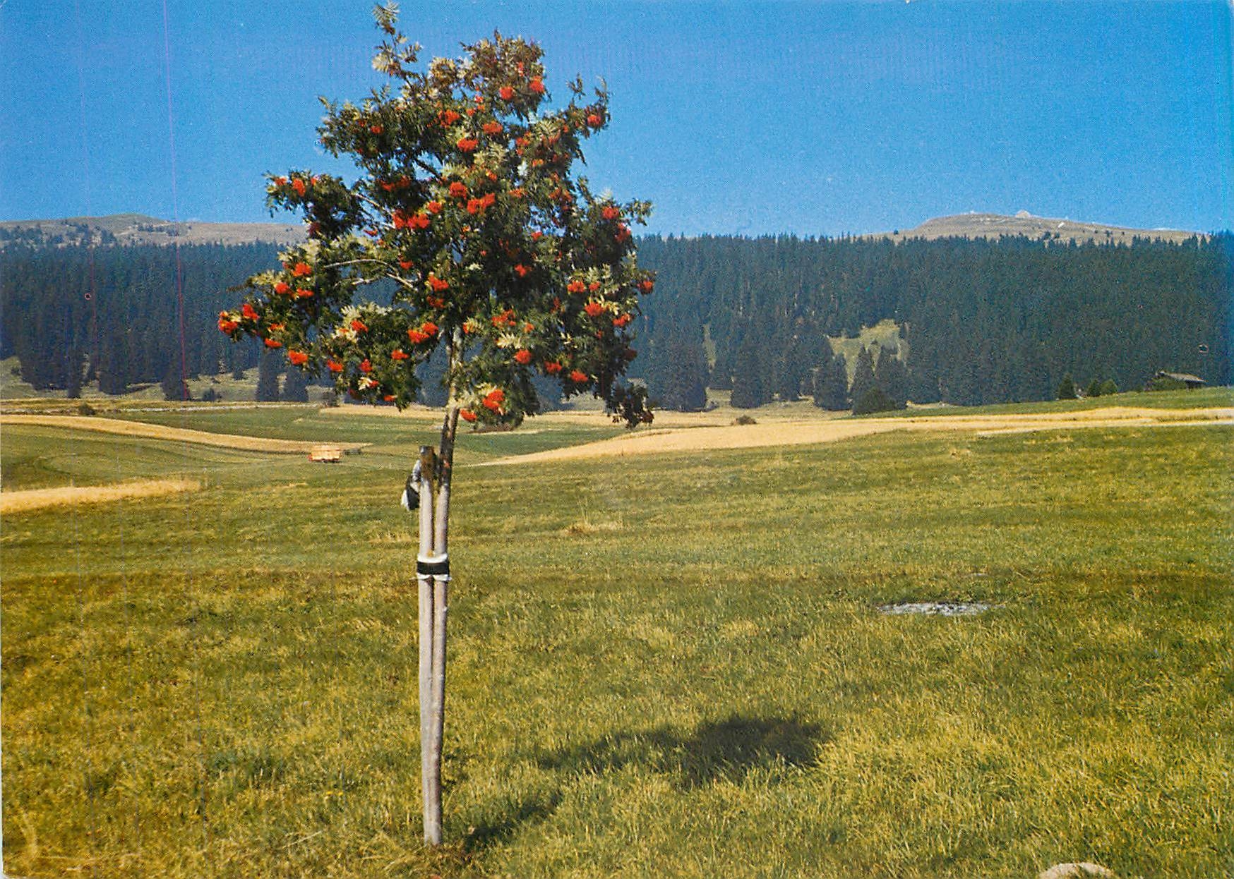 CPM Le Bassin de l'Arnon Pres de Bullet Le Cochet a gauche et le Chasseron 