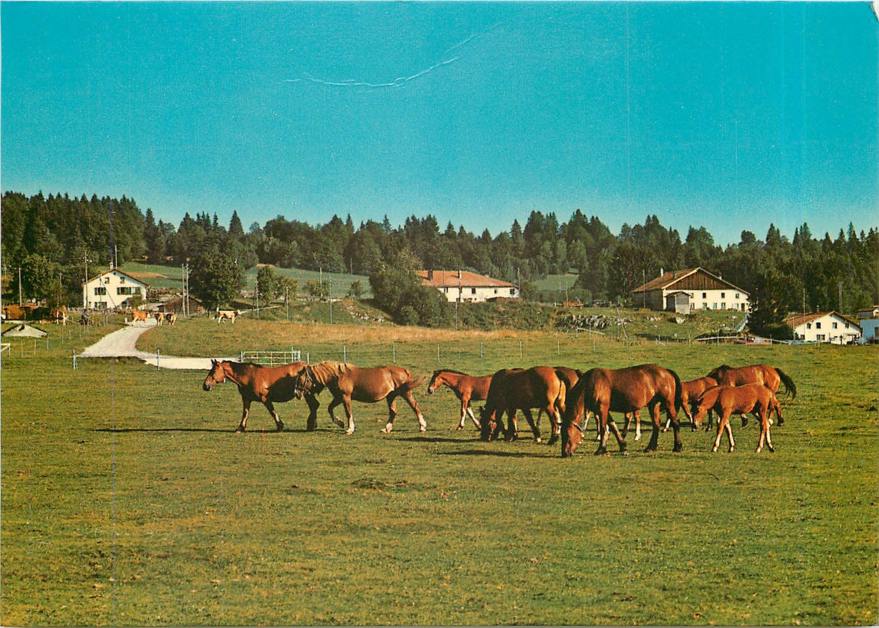 CPM Aux paturages des Franches Montagnes 