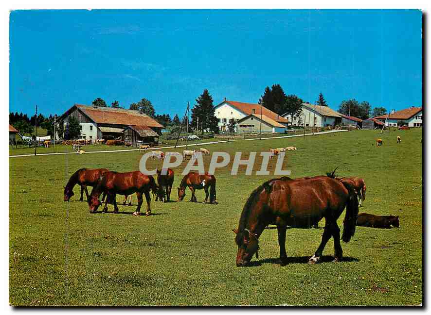 CPM Au paturages du Jura Franches Montagnes 