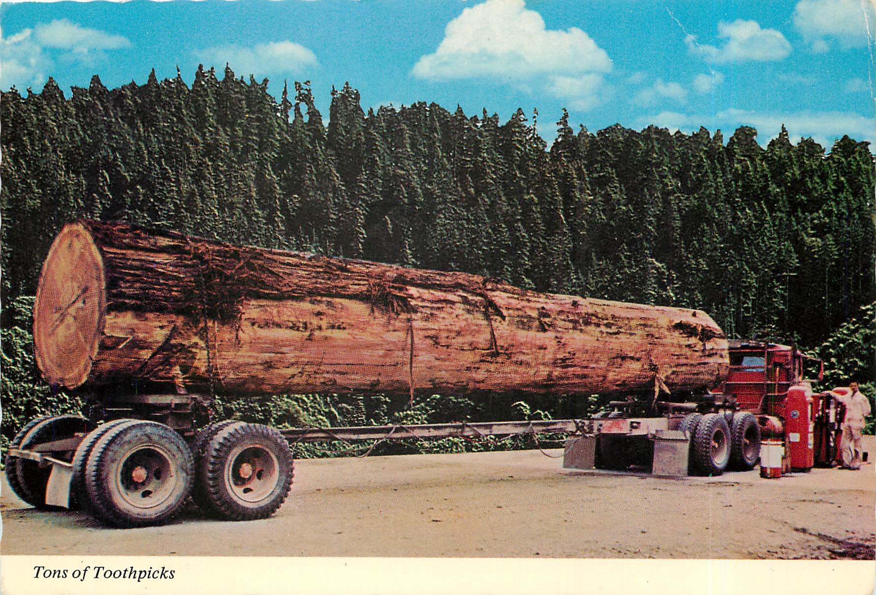 CPM Tons of Toothpicks Redwood Highway California 