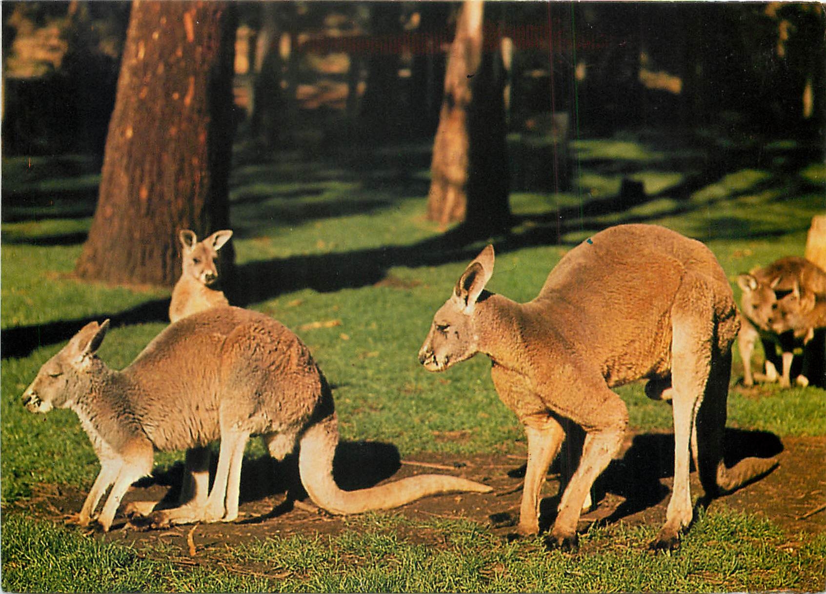 CPM Kangaroo family Australia 