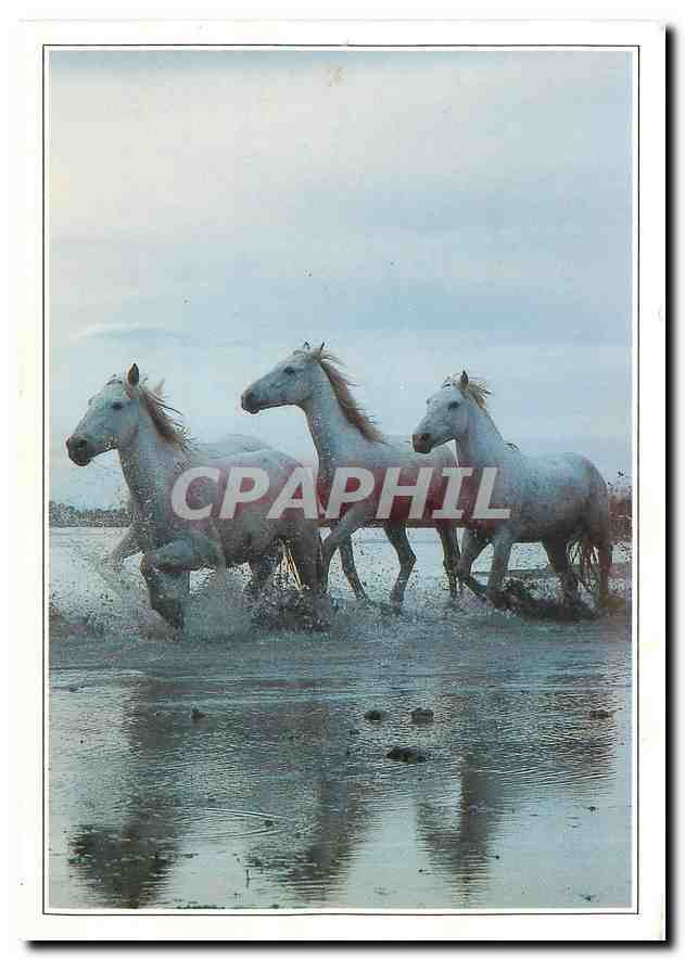 CPM La Camargue en Languedoc Chevaux a travers les marais 