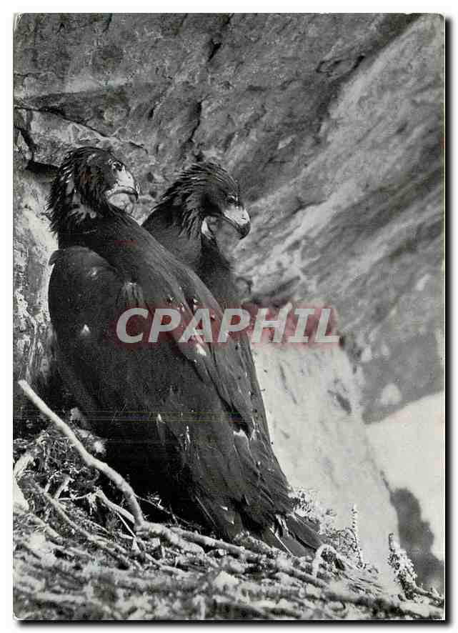 CPM Adler im Horst Aigles sur leur aire 