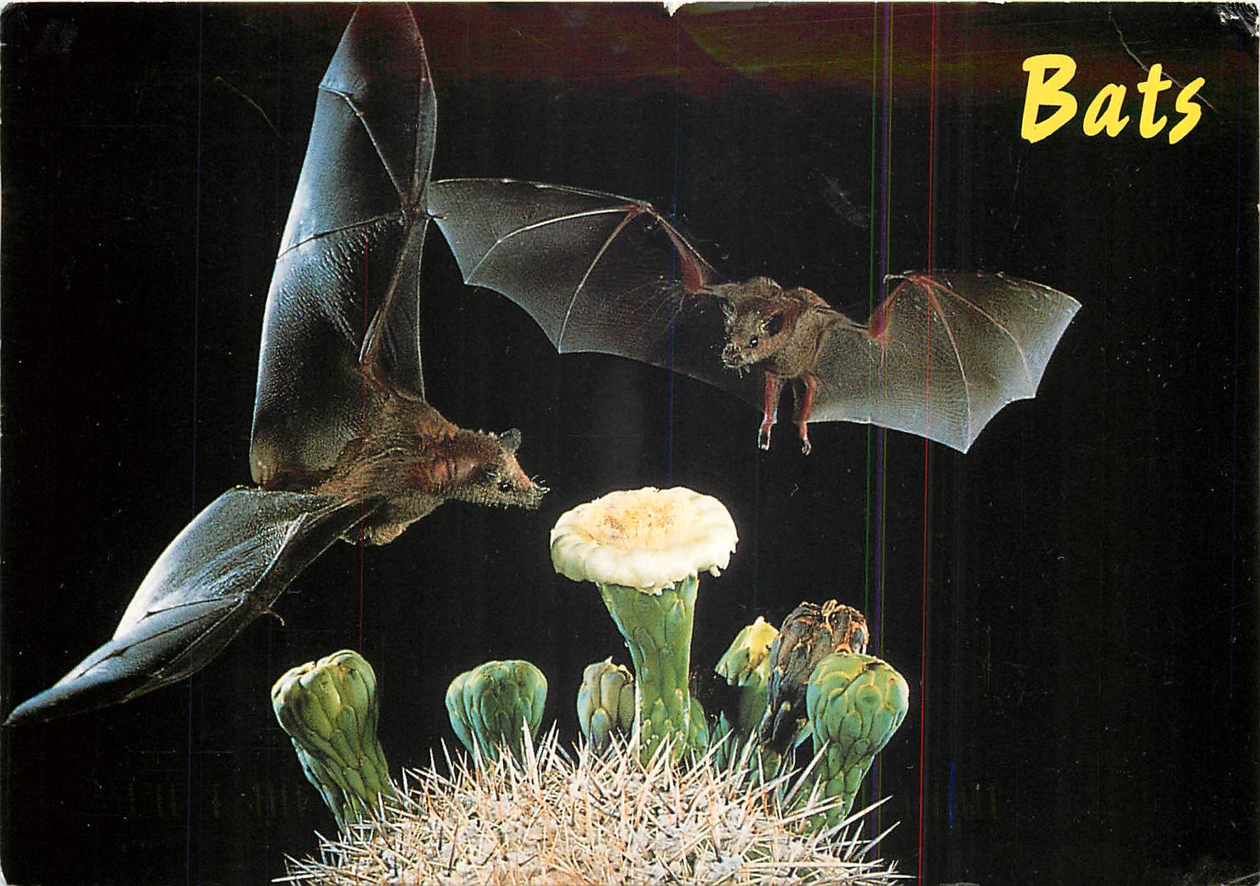 CPM Bats pollinationg Saguaro blossoms Chauve souris