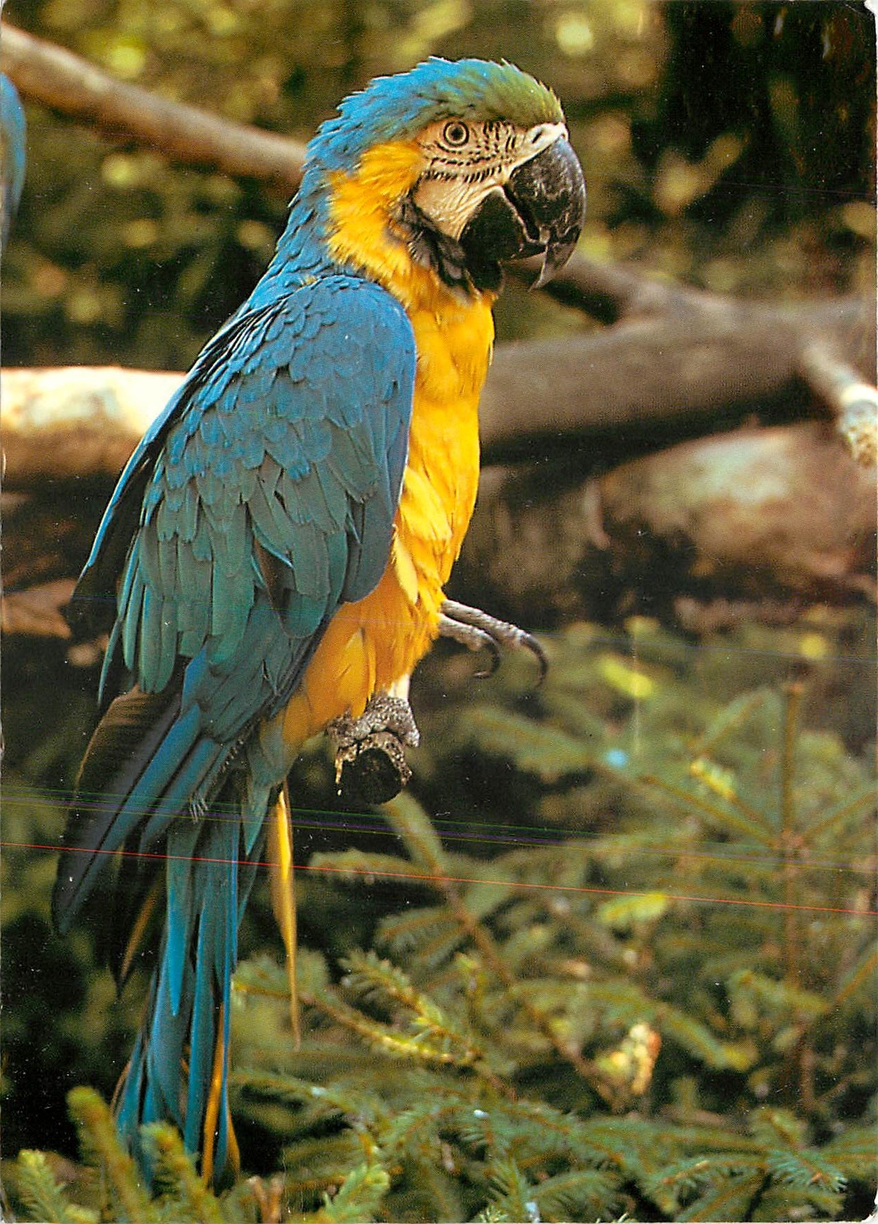 CPM Zoologischer Garten Zurich Ararauna 