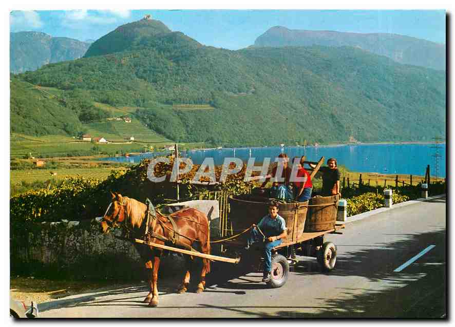 CPM Raccotta del vino Weiniese in Sudtirol 