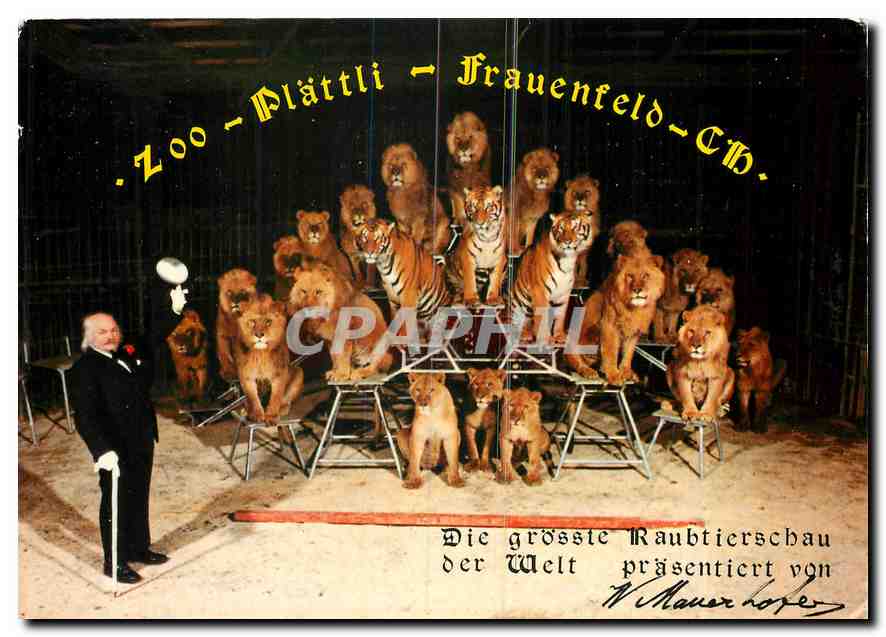 CPM Zoo Plattli Frauenfeld  Lion Tigre