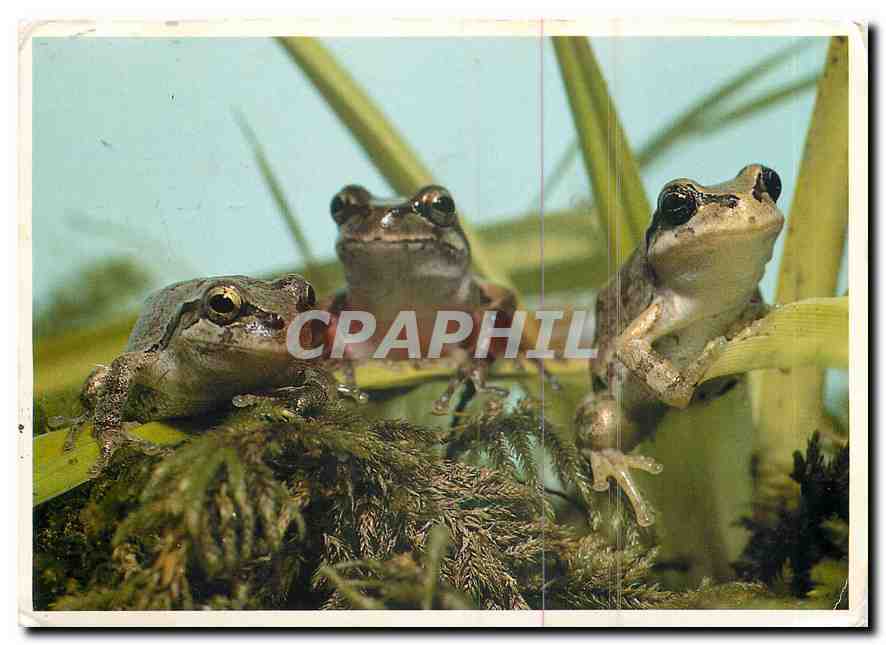 CPM Pacific Tree Frogs Hyla regilla These frogs show a dramatic ability to change color from one hab