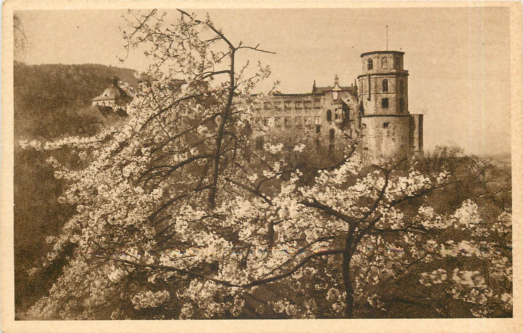 CPA Heidelberger Schloss im Blutenschmuck 