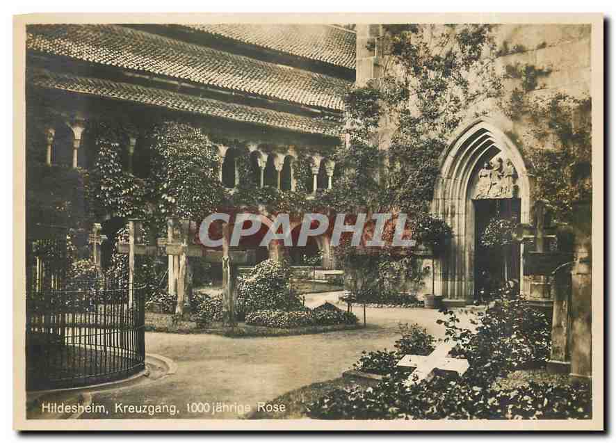 CPM Hildesheim Kreuzgang 1000 Jahrige Rose 