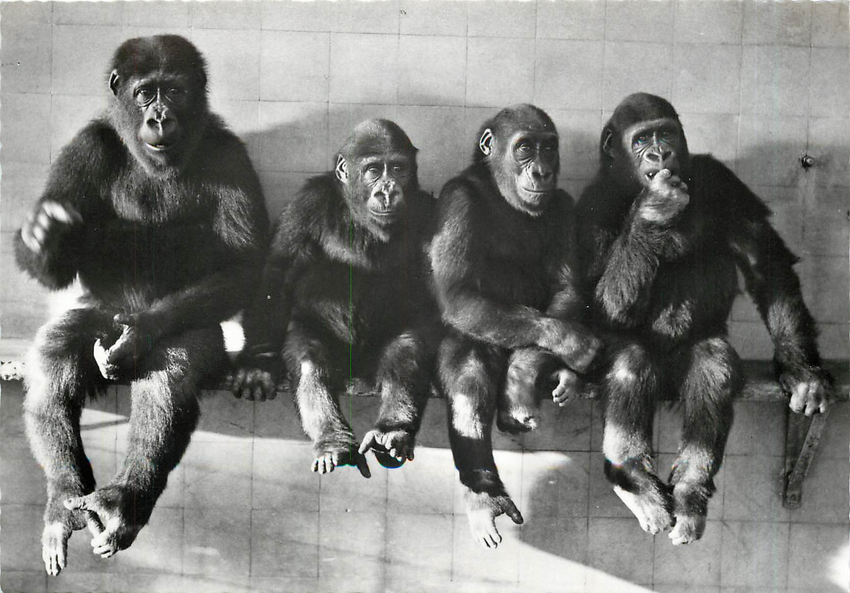 CPM Zoologischer Garten Basel Gorilla Pepe Dambo Cathy und Goma Singes