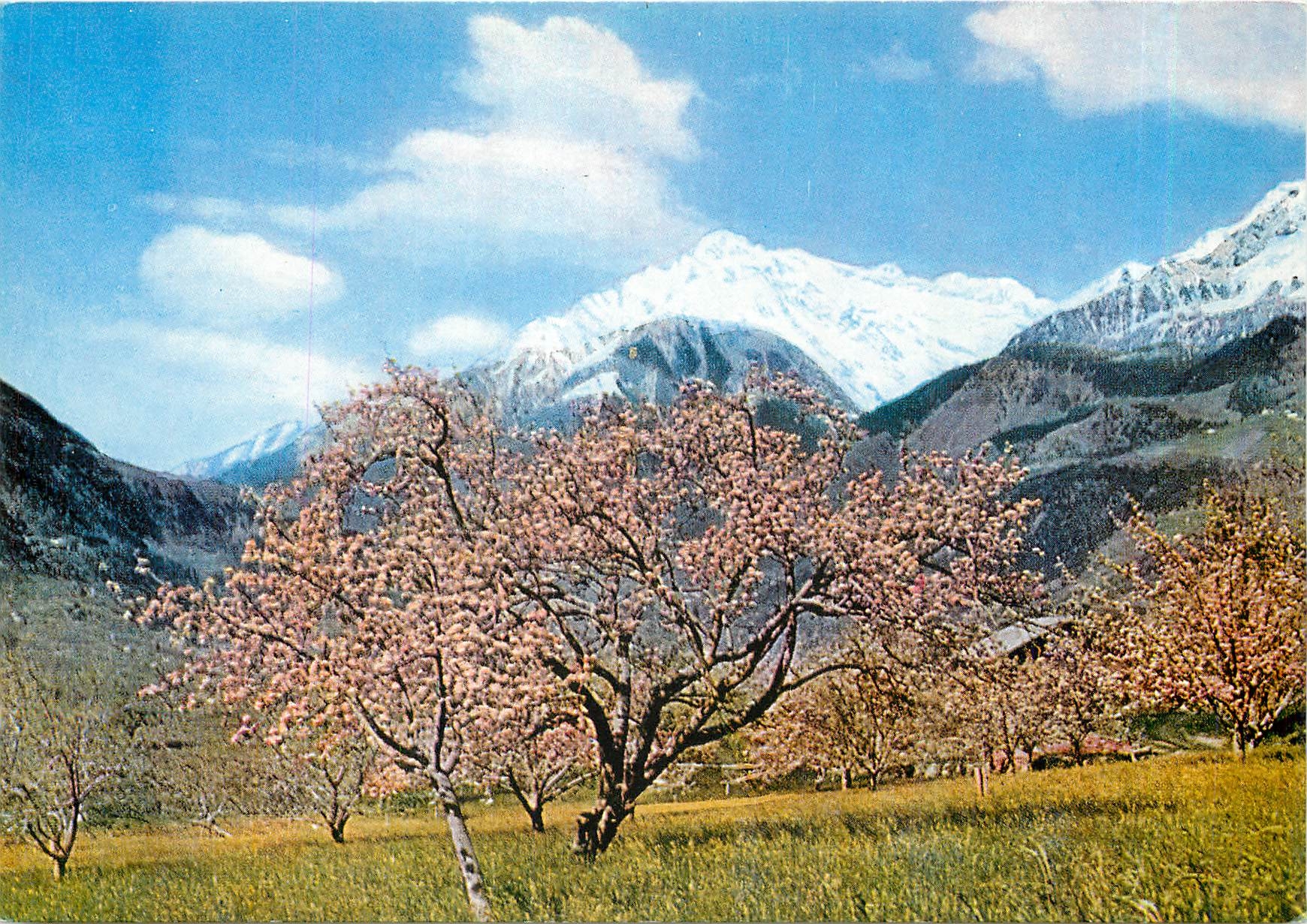 CPM Merano Primavero a Tirolo con vista della Zielspitze 