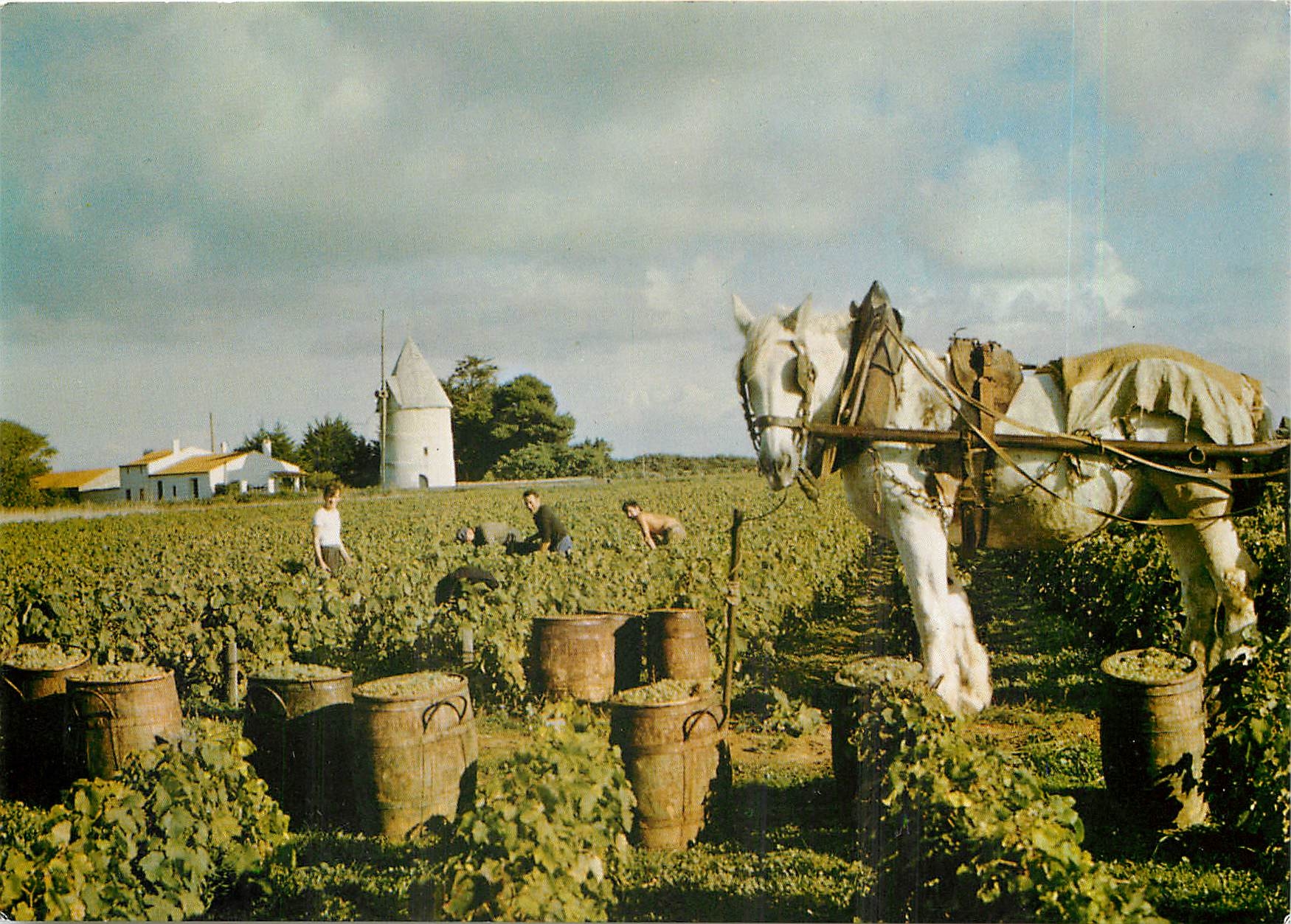 CPM Ile d'Oleron Chte M La Vendange pres du Moulin de la Bree 