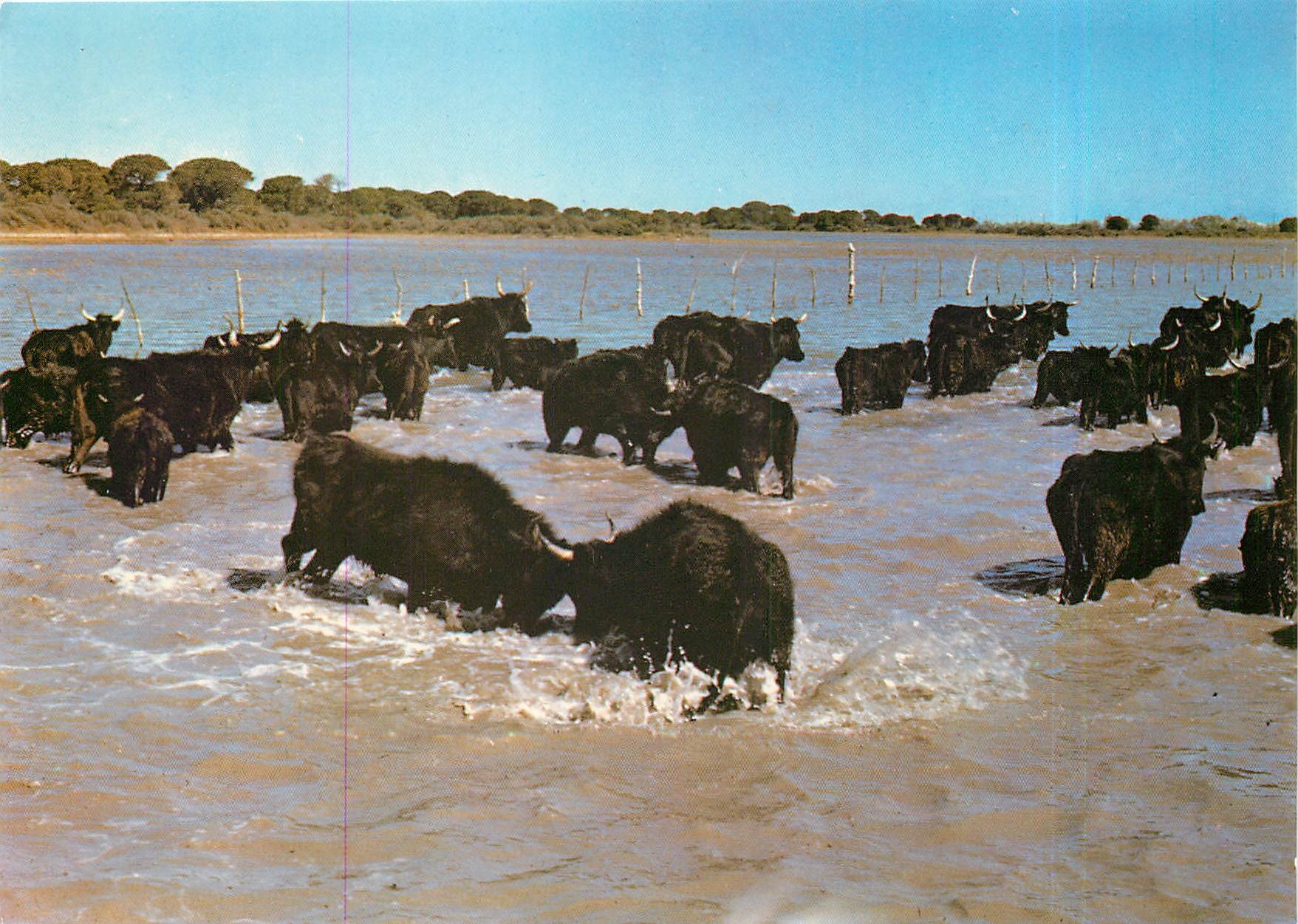 Camargue — Combat entre deux taureaux sauvages — Éditions Magenta
