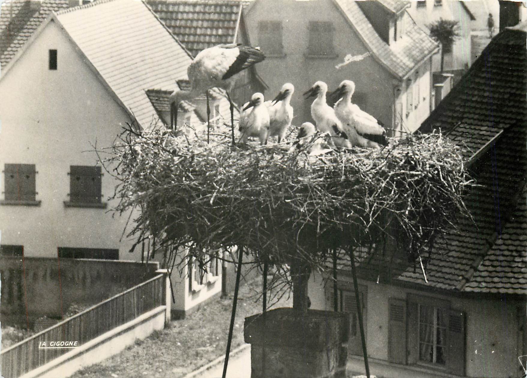 CPM L'Alsace Pittoresque Les Grandes Familles Cigognes