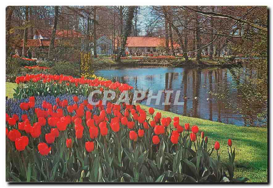 CPM "Keukenhof" Lisse-Holland
