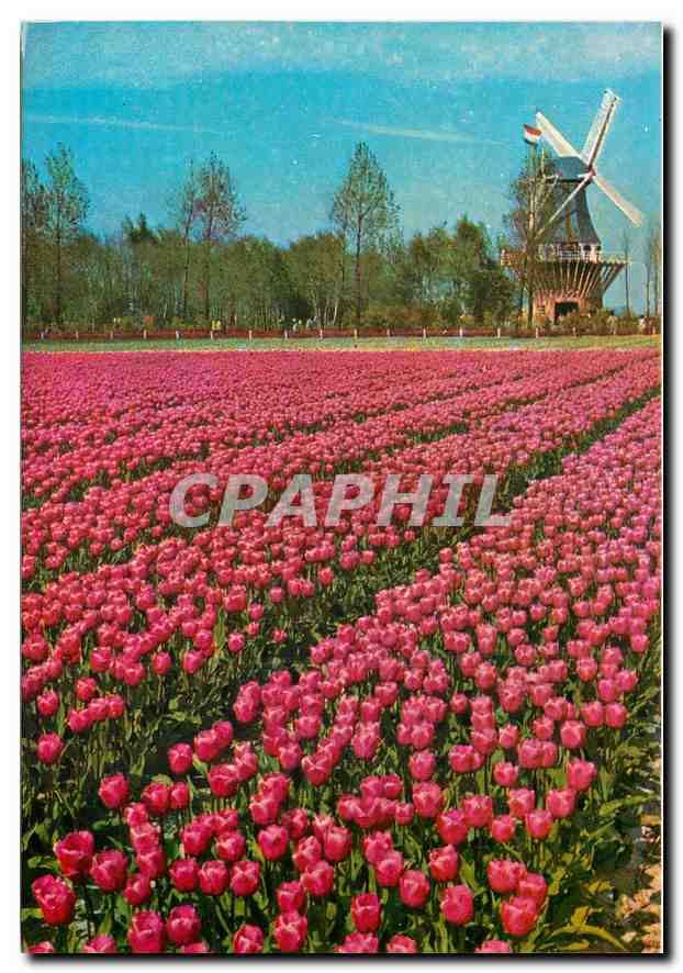 CPM "Keukenhof" Lisse-Holland