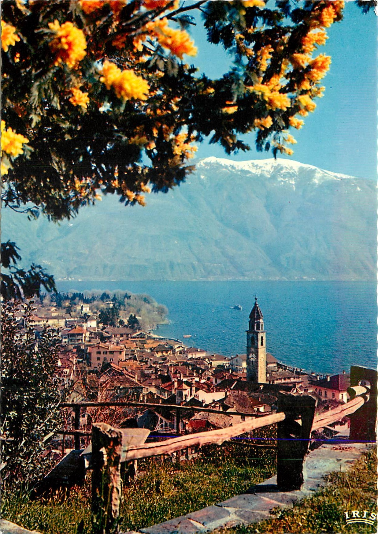 CPM Ascone (Lago Maggiore) Primavera con Mimosa