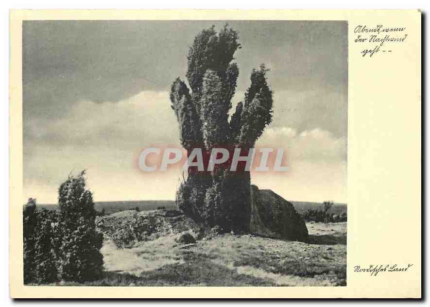 CPM Arbre