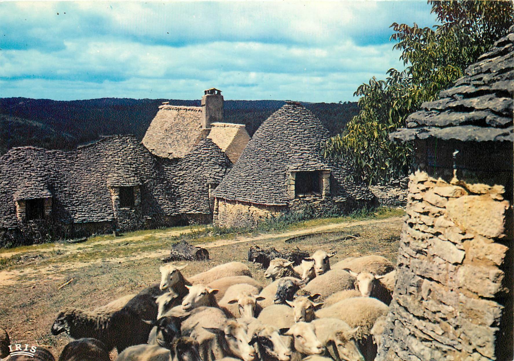 CPM Saint-Andre-d'Allas La ferme de Jacquou le Croquant Moutons
