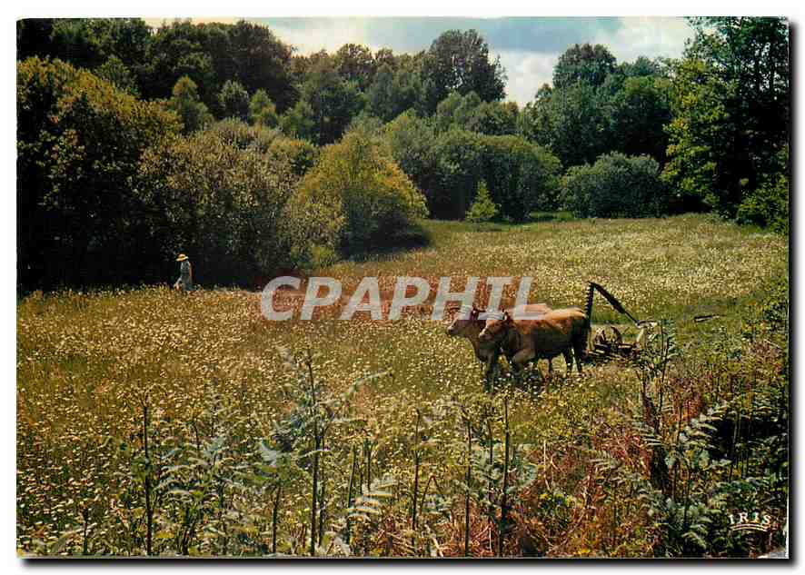 CPM Le Limousin pittoresque L'air etait plein d'encents et les pres de verdures