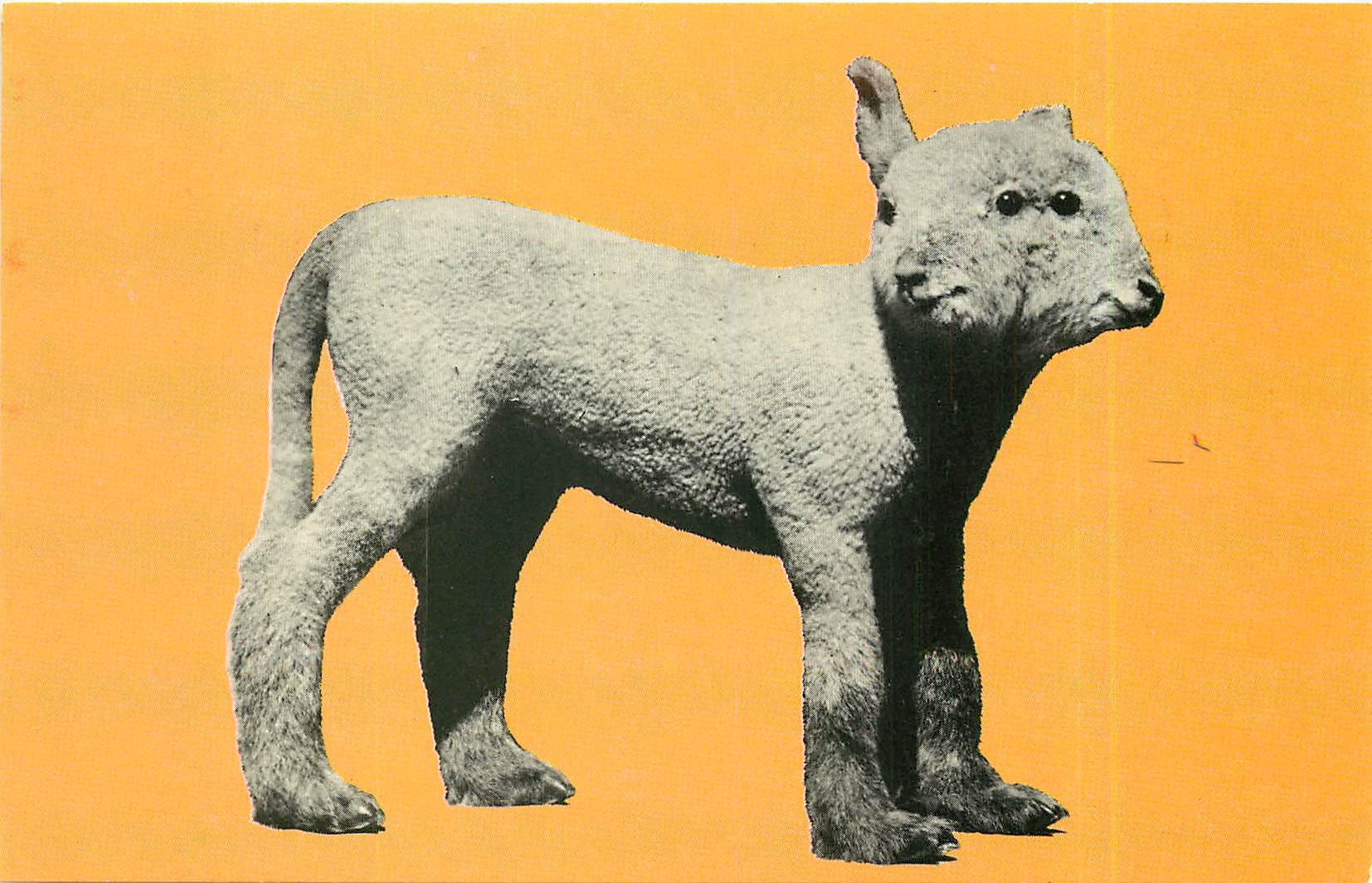 CPM ''Lamb with two heads'' Potters Museum of Curiosity