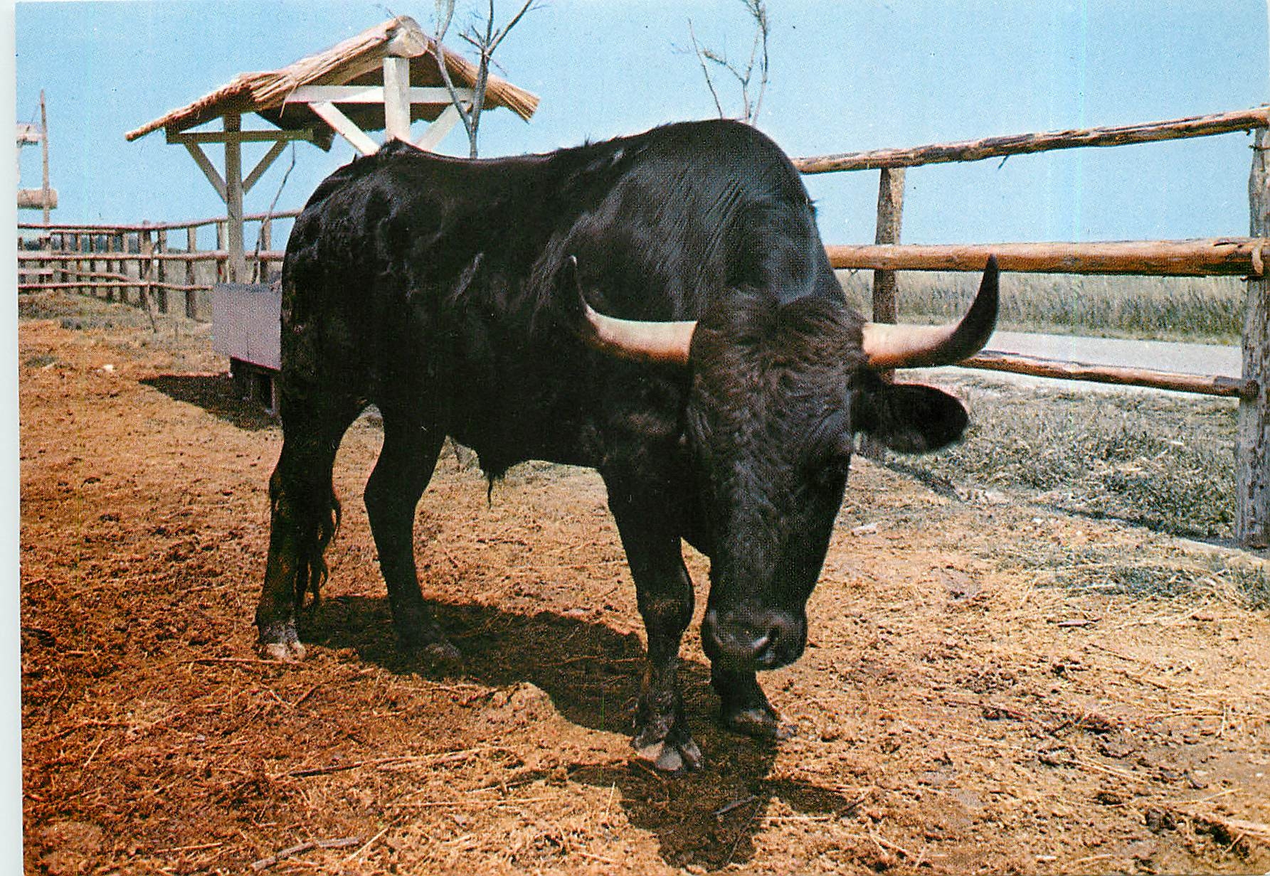 CPM La Camargue Taureau camarguais