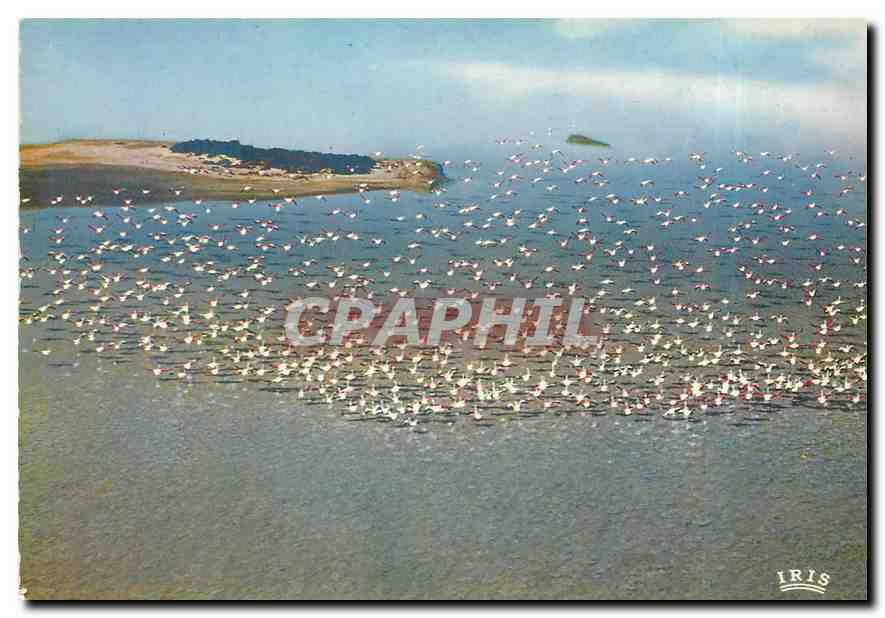 CPM En Camargue avec les Gardians Vue aerienne de Flamants Roses en Vol