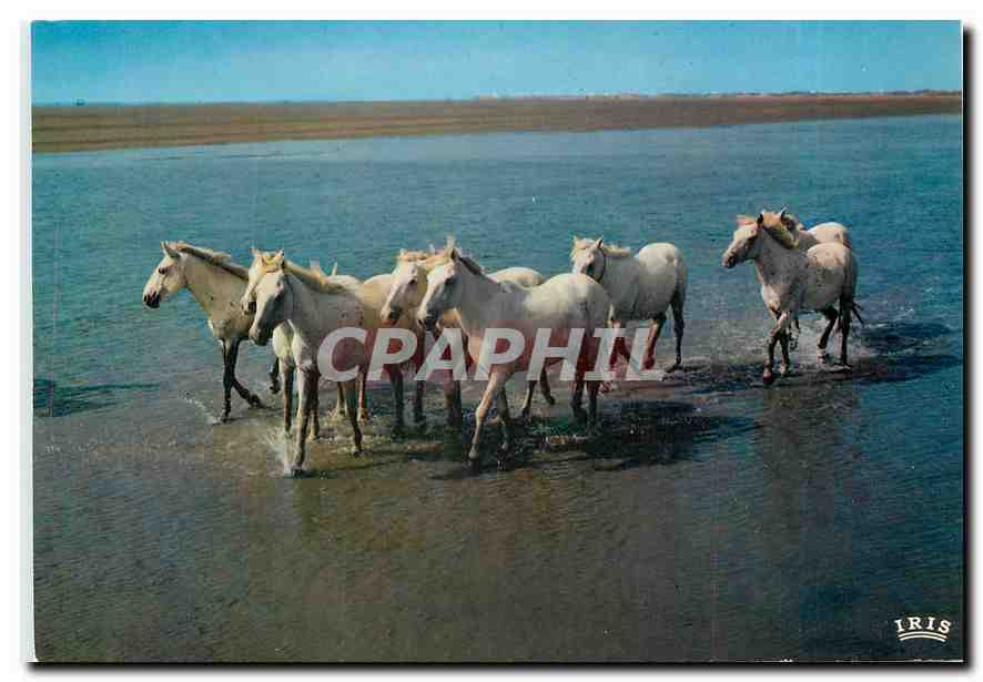 Camargue avec les Gardians — 13.200/166 — Éditeur G. Gandini, Marseille