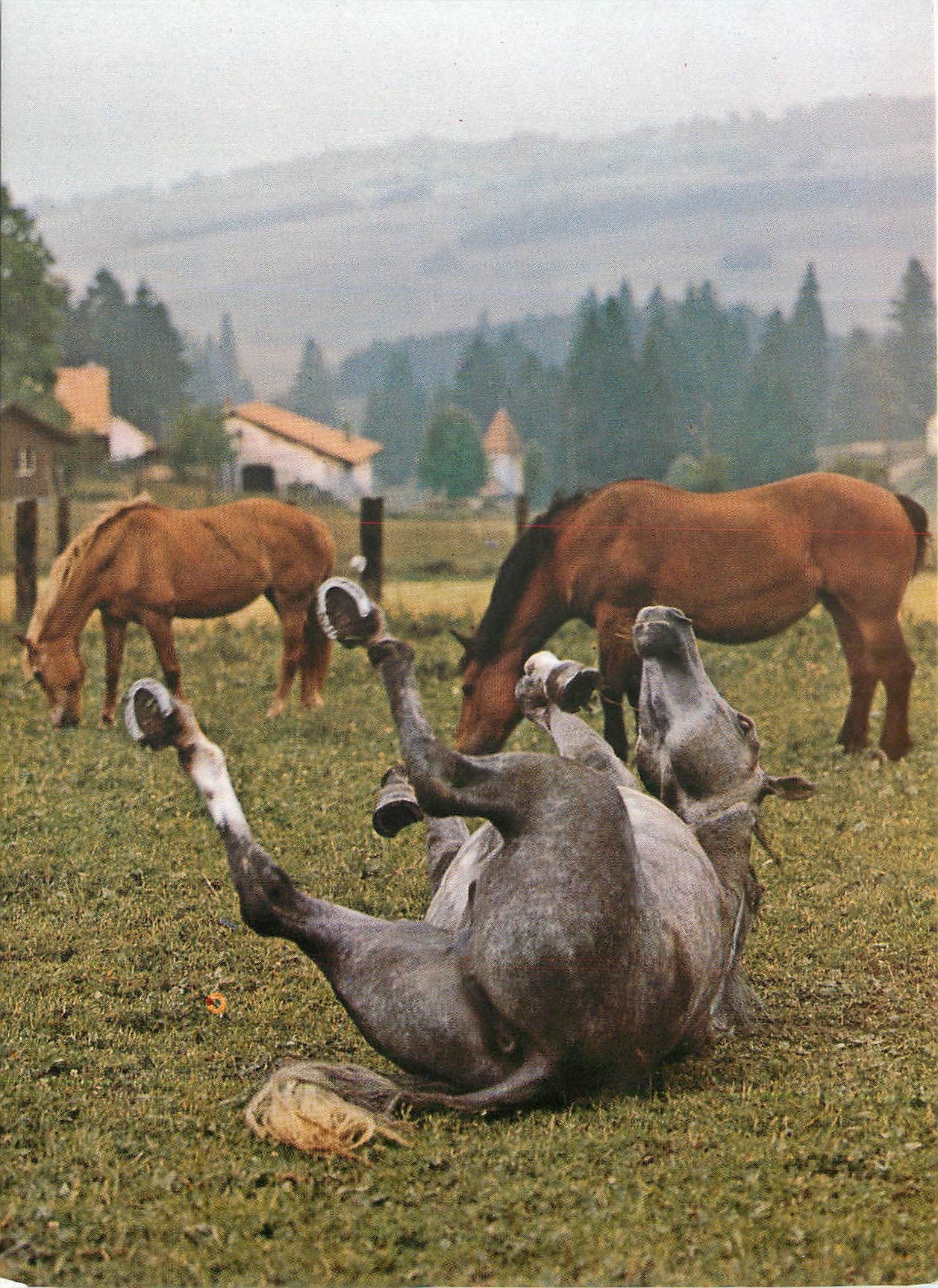 CPM Stiftung fuer das Pferd Le Roselet
