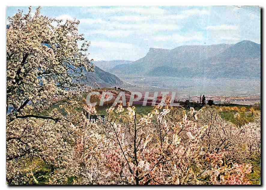 CPM Merano - Floritura in Val d'Adige con vista della Mendola