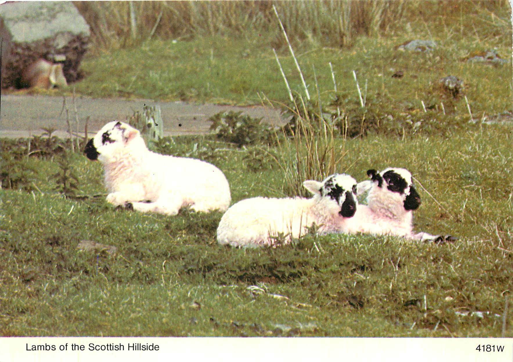 CPM Lambs of the Scottish Hillside