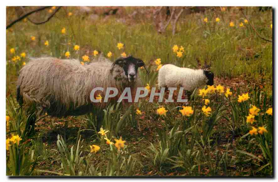 CPM Black-faced sheep of the Scottish Highlands