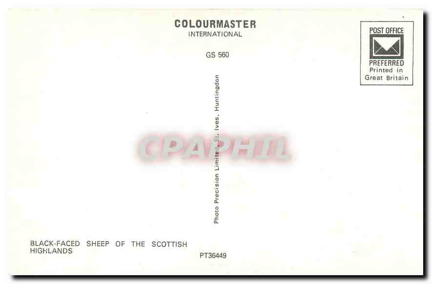 CPM Black-faced sheep of the Scottish Highlands — Back