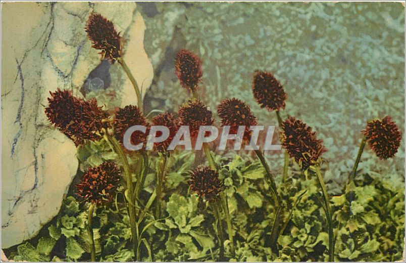CPA Fleurs