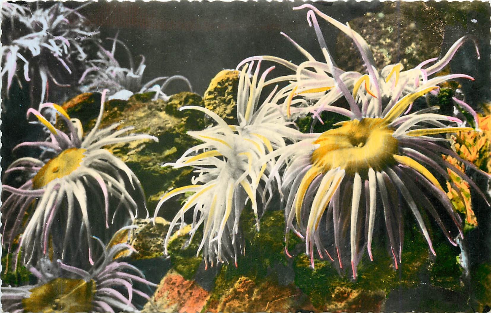 CPA AQUARIUM DE MONACO N 09-ANEMONIA SULCATA (Anemones de mer  Sea anemones)