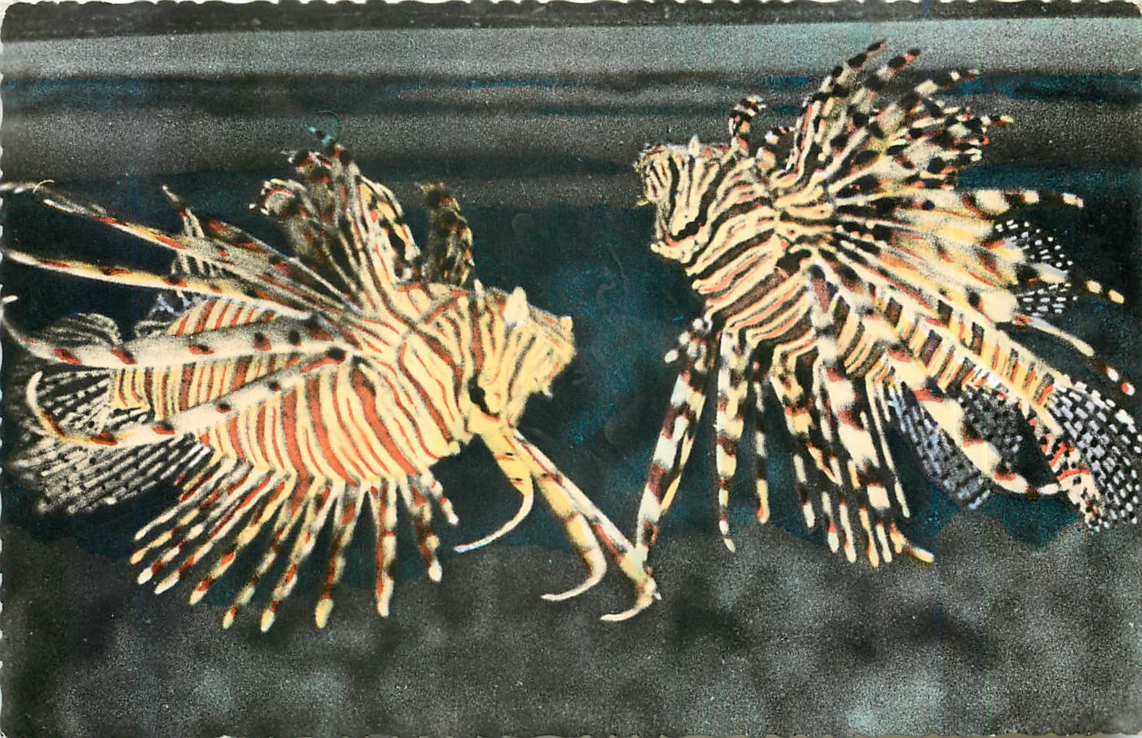 CPA AQUARIUM DE MONACO N 011-PTEROIS VOLITANS