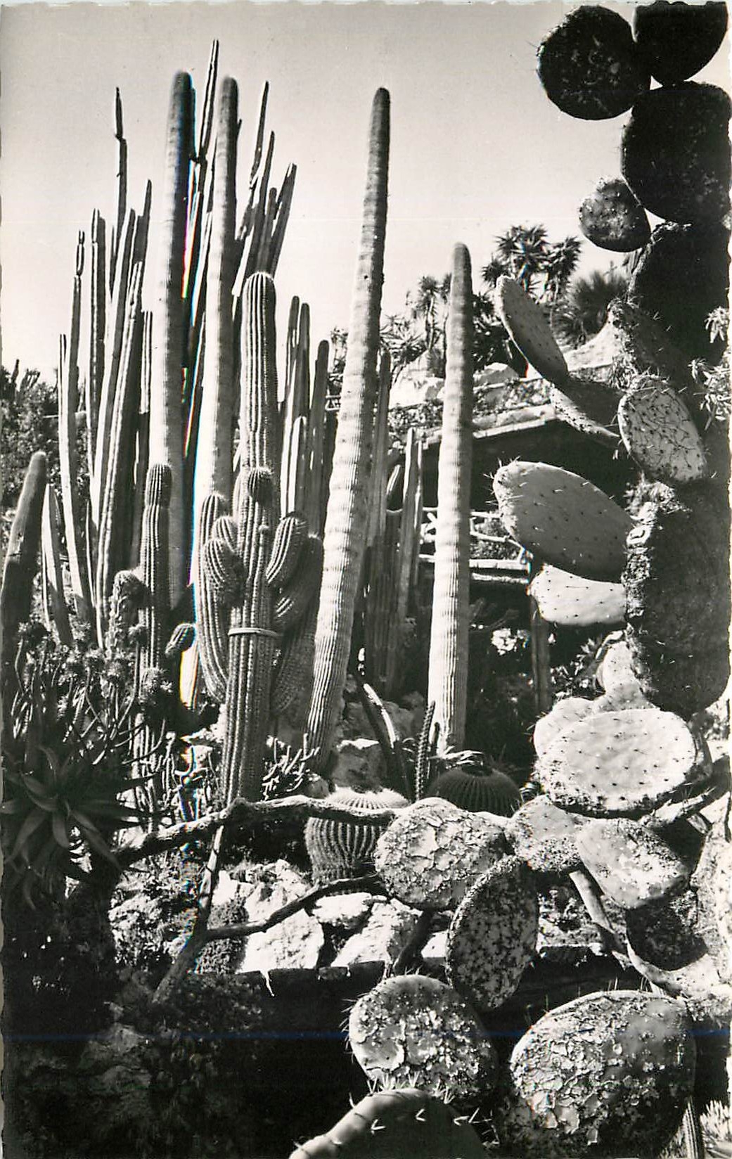 CPA principaute de monaco.Le Jardin exotique.(Raquettes candelabres et aloès)