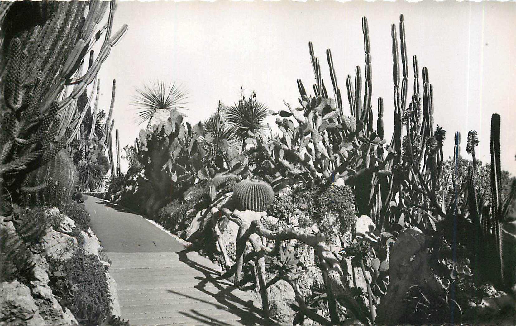 CPA principaute de monaco.Le Jardin exotique.(Raquettes candelabres et aloès)
