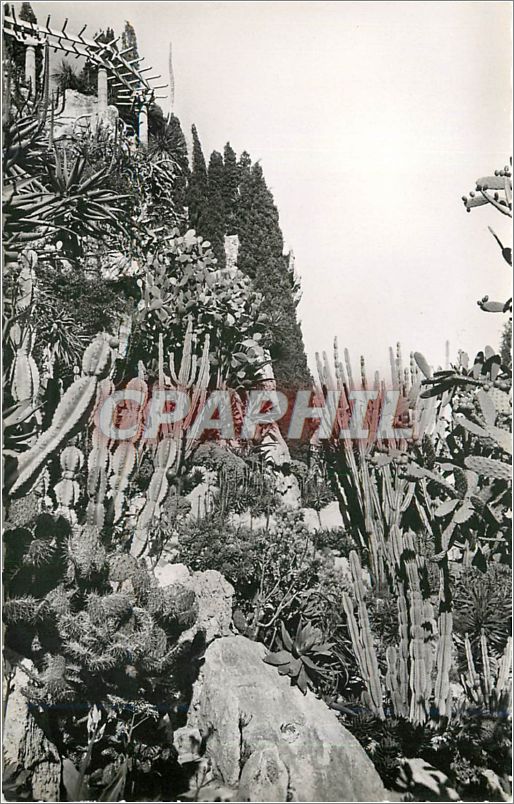 CPA principaute de monaco.Le Jardin exotique.(Raquettes candelabres et aloès)