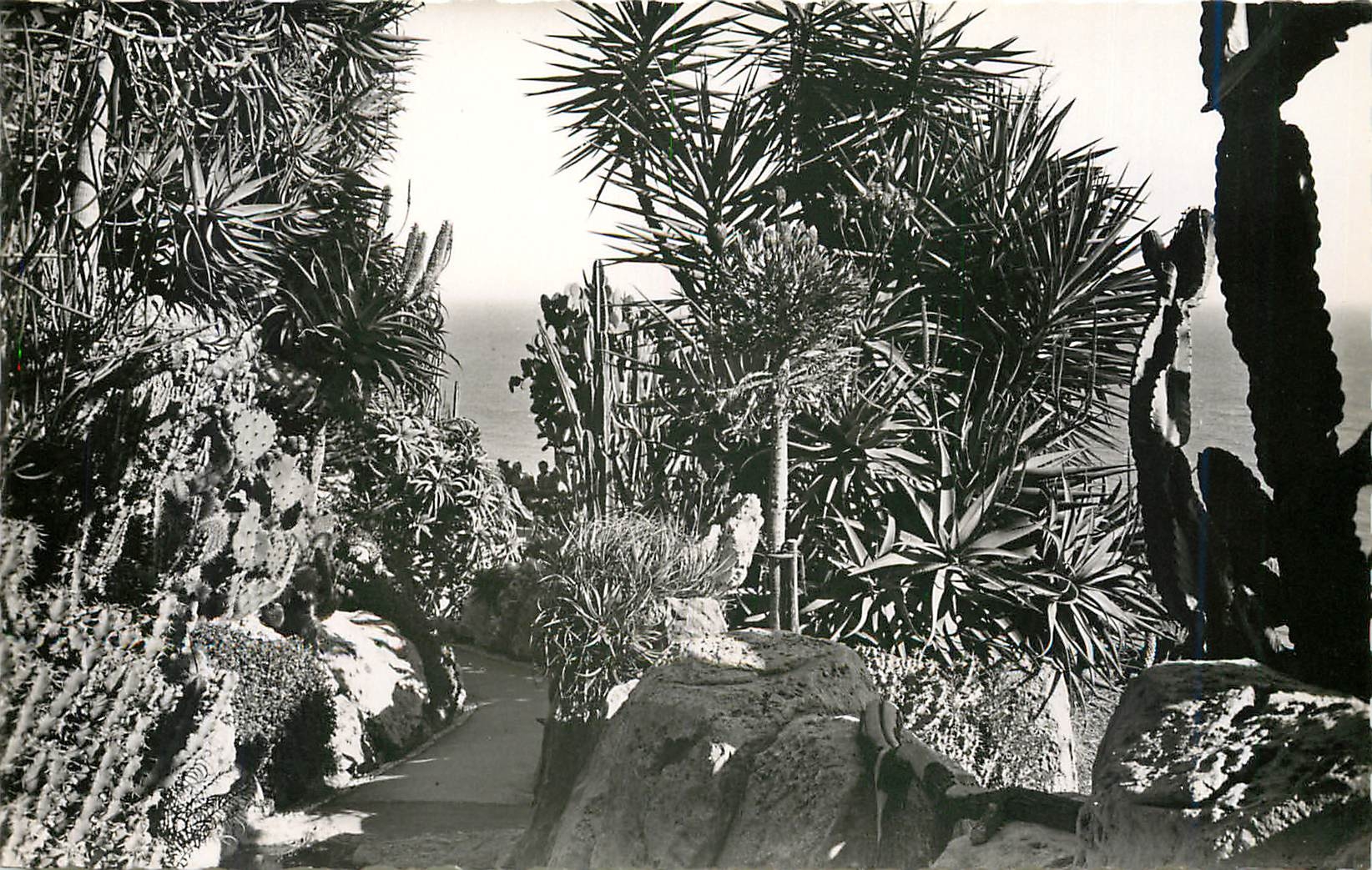 CPA principaute de monaco.Le Jardin exotique.(Raquettes candelabres et aloès)