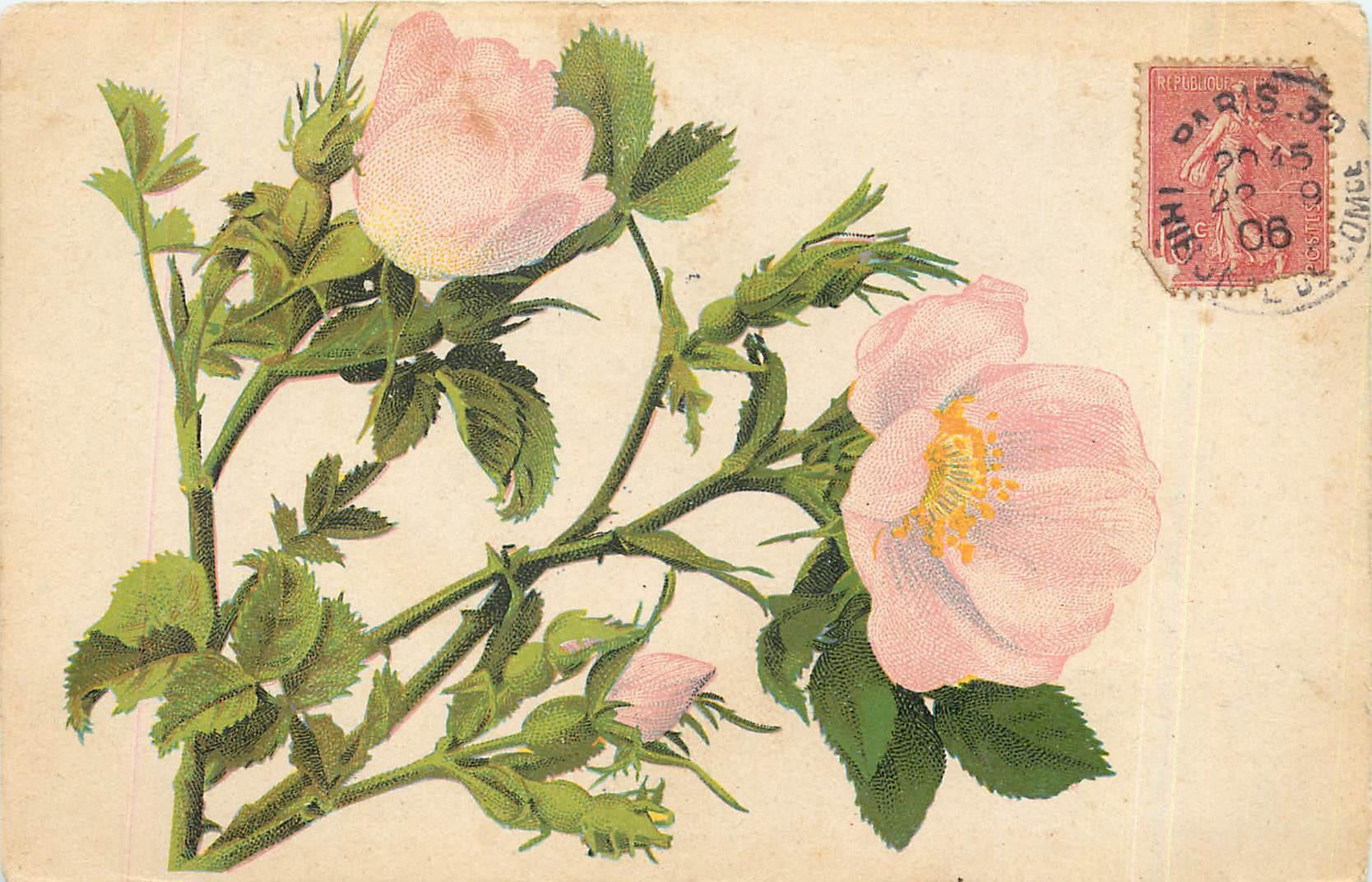 CPA  Une Fleur