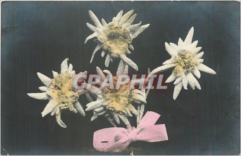 CPA VŒUX Fleurs