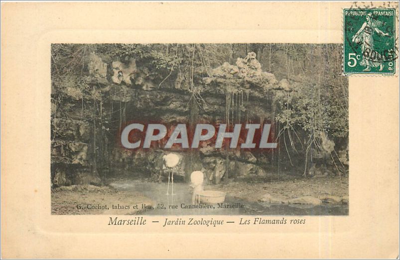 CPA MARSEILLE-Jardin Zooligique-Les Flamants roses