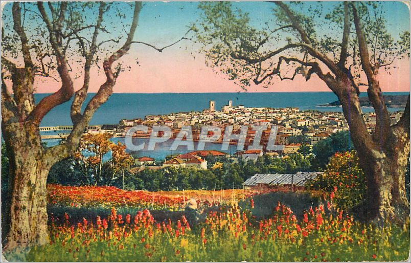 CPA Antibes Panorama vua a travers les Oliviers 