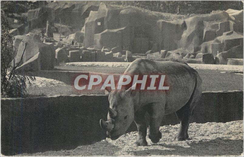 CPA Parc Zoologique du Bois de Vincennes Paris Le Rhinoceros d'Afrique 