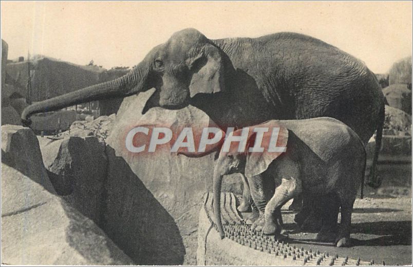 CPA Parc Zoologique du Bois de Vincennes Paris Un Elephant d'Asie femelle et Micheline jeune Elephan
