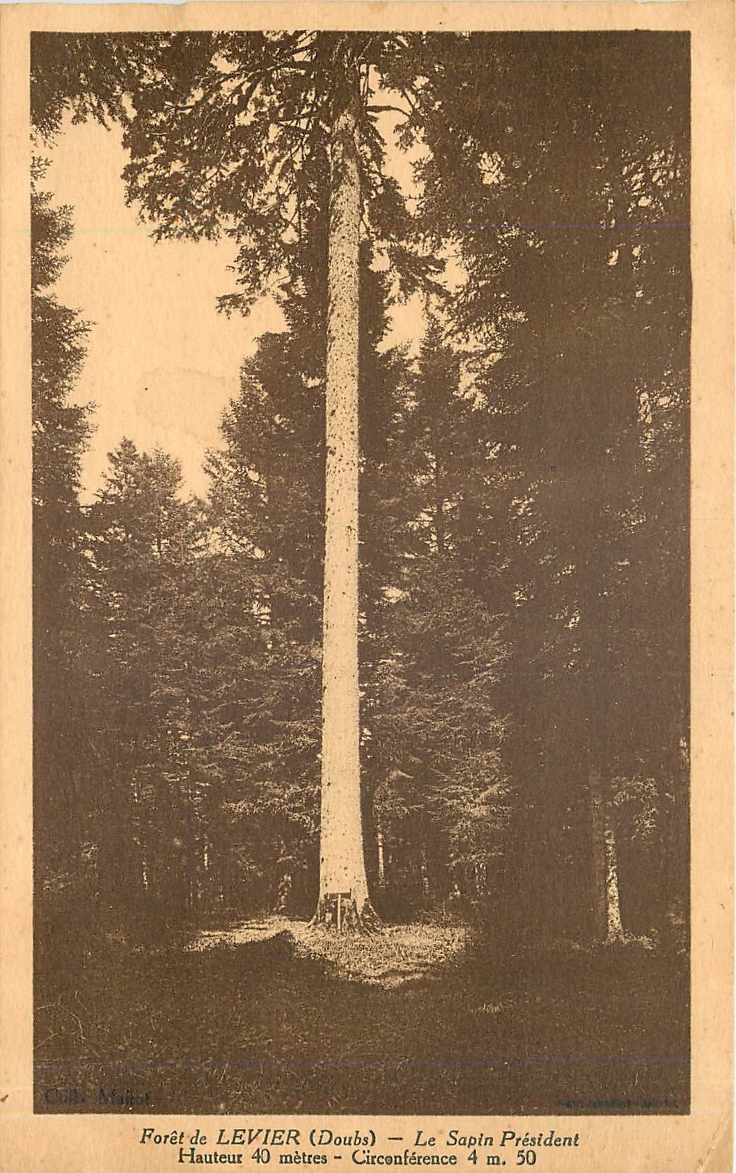 CPA Foret de Levier Le Sapin President Hauteur 40 metres 