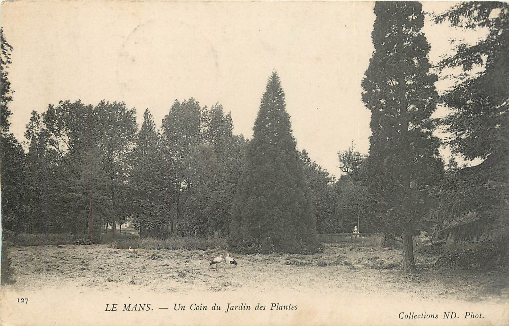 CPA Le Mans Un coin du Jardin des Plantes 