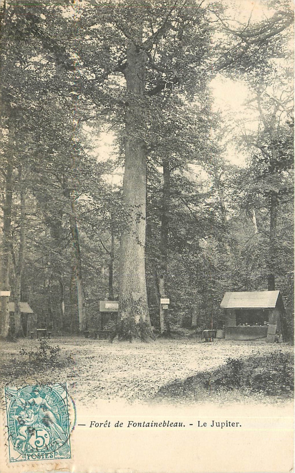 Wald von Fontainebleau — Der Jupiter — Verlag Fontes, Seriennummer nicht sichtbar